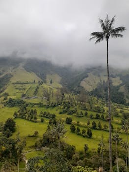 Scenic view of Cocora Valley with iconic wax palms and cloudy sky, Colombia.