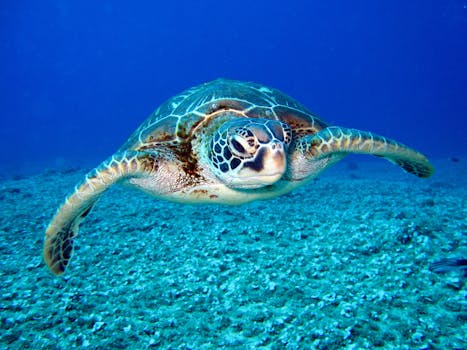 Close-up of a sea turtle gracefully swimming underwater, showcasing marine life in its natural habitat.
