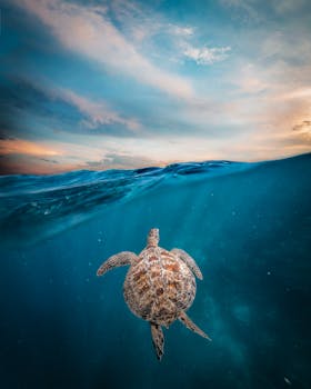 A stunning sea turtle swims under turquoise waters in Indonesia's ocean.