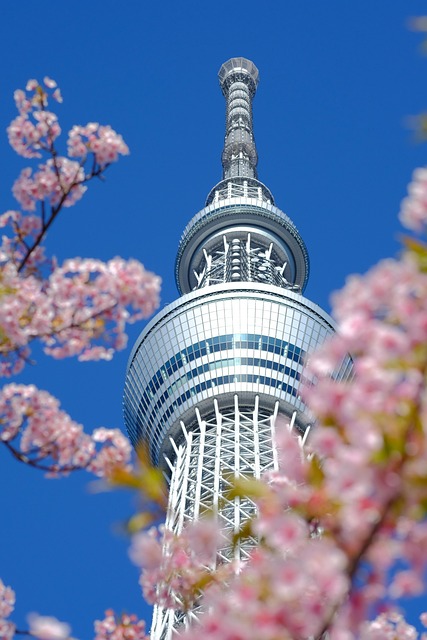 tokyo skytree, beautiful flowers, cherry blossoms, sakura, spring, flower wallpaper, japan, flower background, pink, nature, flowers