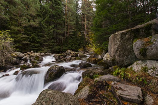 A tranquil forest stream flowing over rocks in Bansko, Bulgaria's Pirin Mountain.