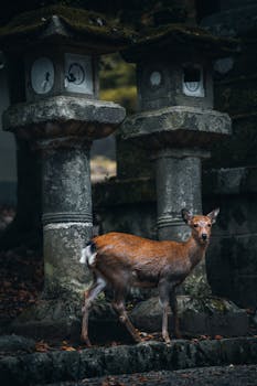 Captivating image of a Sika Deer next to stone lanterns in Nara Park, Japan during fall.