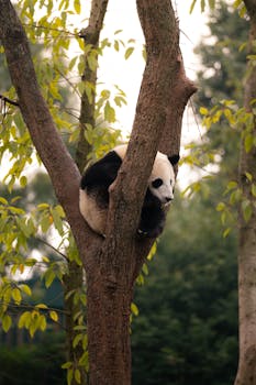 A giant panda relaxes in a tree at a panda reserve in Chengdu, China.